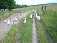 Алтинівка з panoramio.com