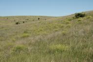 Кам'янка з panoramio.com