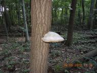 Піщане з panoramio.com