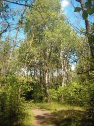 Коцюри з panoramio.com