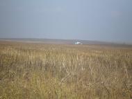 Левадки з panoramio.com