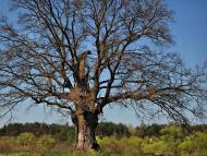Петрове з panoramio.com