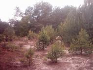 Лисняки з panoramio.com