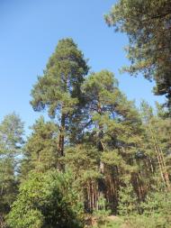 Черкаське з panoramio.com