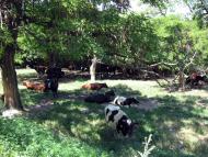 Любимівка з panoramio.com