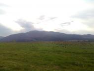 Пшеничники з panoramio.com