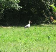 Кищенці з panoramio.com