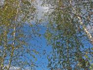 Жирки з panoramio.com