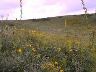 Травневе з panoramio.com