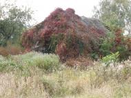 Романів з panoramio.com