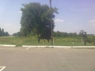 Ковтуни з panoramio.com