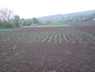 Шарапанівка з panoramio.com