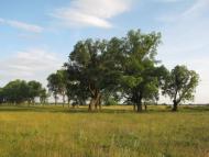 Сираї з panoramio.com