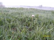 Смирнівка з panoramio.com