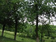 Вила з panoramio.com - Вила