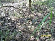 Котира з panoramio.com