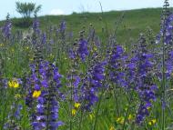 Єлизаветівка з panoramio.com