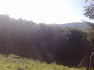 Осій з panoramio.com - Осій