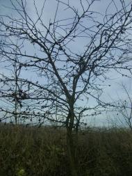 Садове з panoramio.com