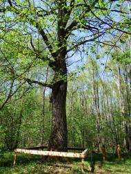 Скулин з panoramio.com