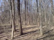 Тернова з panoramio.com