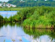 Плотича з panoramio.com