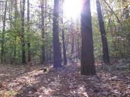 Проліски з panoramio.com - Prolisky
