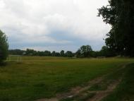 Квітки з panoramio.com