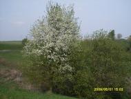 Макарівщина з panoramio.com