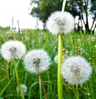 Біле з panoramio.com