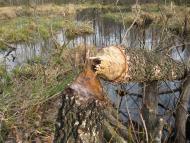 Рудня-Гацьківка з panoramio.com