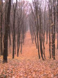 Травневе з panoramio.com