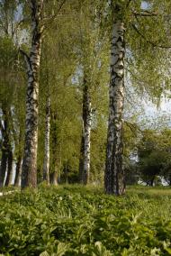 Нестерварка з panoramio.com