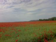 Осички з panoramio.com