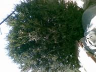 Хоминка з panoramio.com