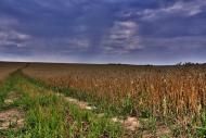 Біївці з panoramio.com