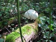 Яреськи з panoramio.com