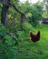 Сонячне з panoramio.com