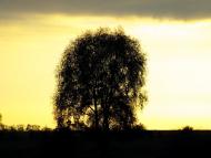 Новооріхівка з panoramio.com