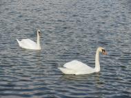 Довжок з panoramio.com