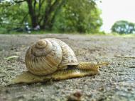 Бужок з panoramio.com