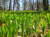 Гранітне з panoramio.com