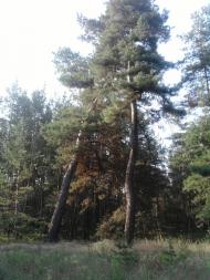 Черкаське з panoramio.com