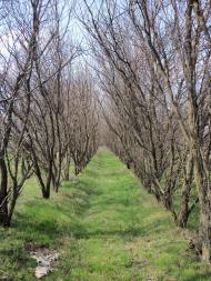 Дерезівка з panoramio.com