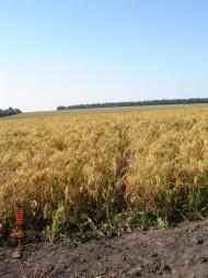 Рибчинці з panoramio.com