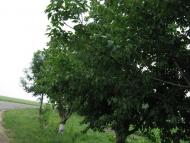 Ракова з panoramio.com