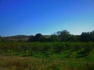 Брянське з panoramio.com