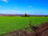 Польове з panoramio.com