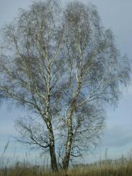 Садове з panoramio.com