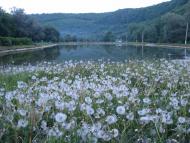 Скоморохи з panoramio.com